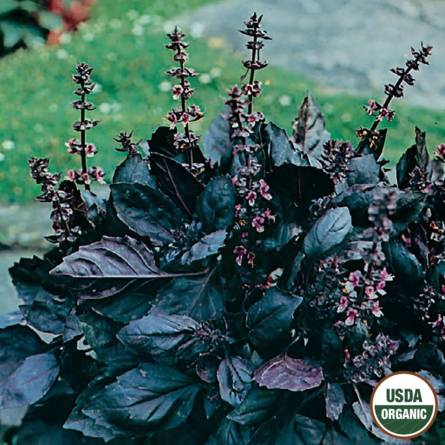 A cluster of Dark Opal basil with deep purple leaves and flowering spikes, in an outdoor setting.